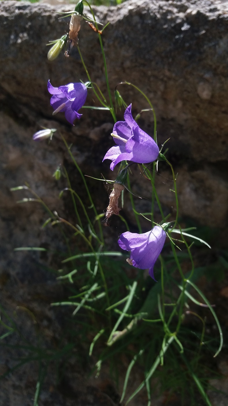 Campanula cfr. scheuchzeri